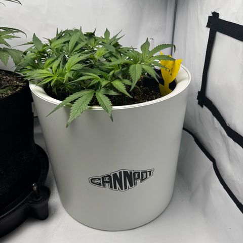 Strawberry Gorilla Auto growlog timeline photo