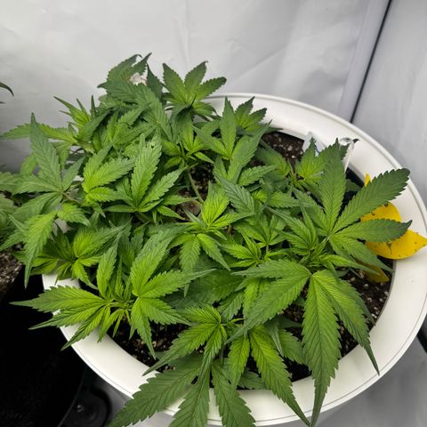 Strawberry Gorilla Auto growlog timeline photo