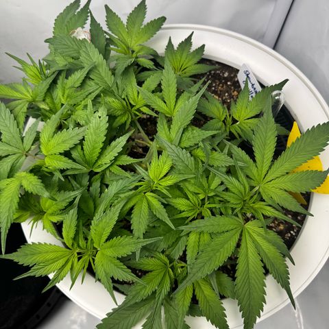 Strawberry Gorilla Auto growlog timeline photo