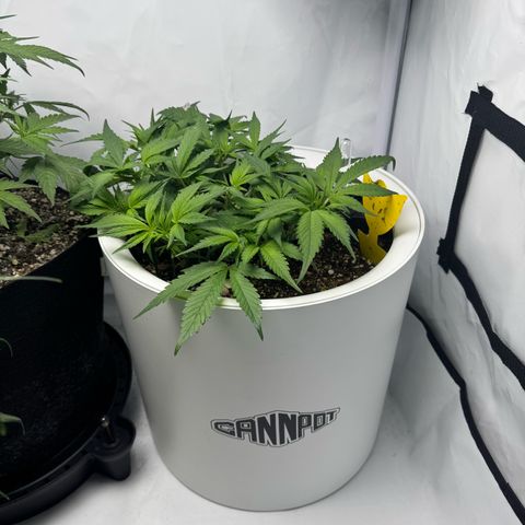 Strawberry Gorilla Auto growlog timeline photo