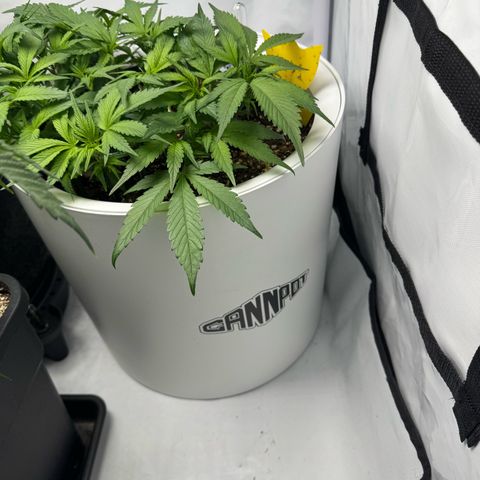 Strawberry Gorilla Auto growlog timeline photo