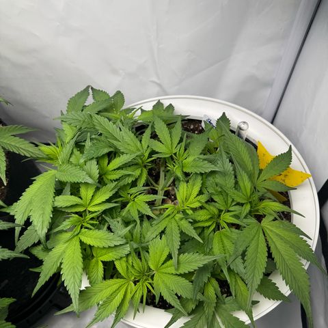 Strawberry Gorilla Auto growlog timeline photo