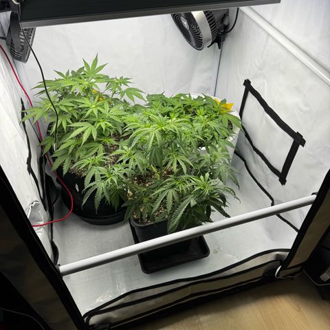 Strawberry Gorilla Auto growlog timeline photo