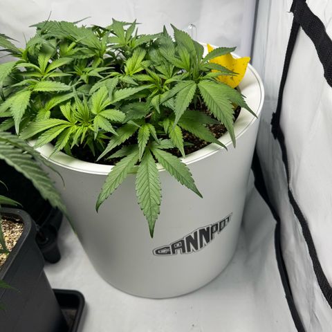 Strawberry Gorilla Auto growlog timeline photo