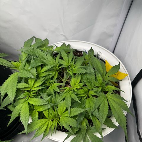 Strawberry Gorilla Auto growlog timeline photo