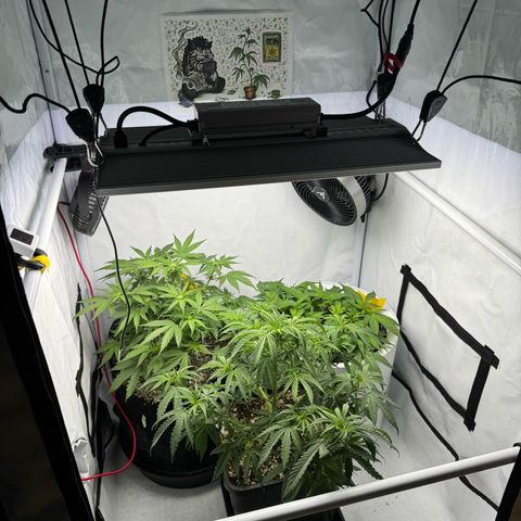 Strawberry Gorilla Auto growlog timeline photo