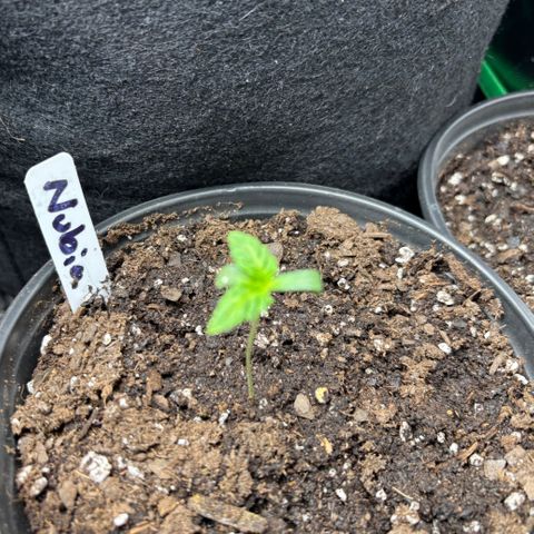 Nubia growlog timeline photo