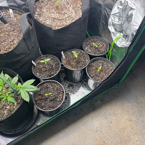 Nubia growlog timeline photo