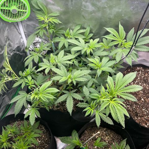 Nubia growlog timeline photo