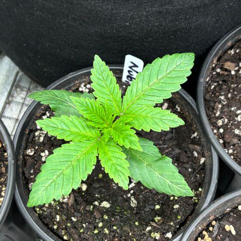 Nubia growlog timeline photo