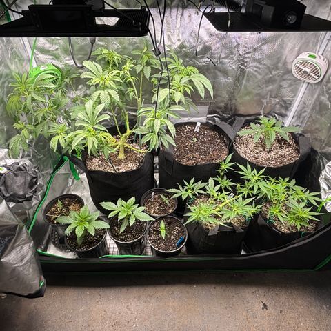 Jade  growlog timeline photo