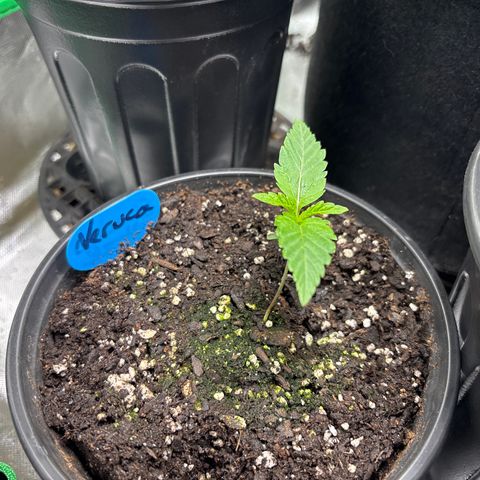 Veruca growlog timeline photo
