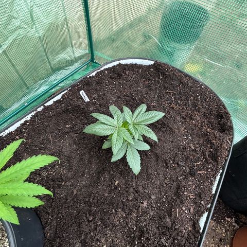Nubia growlog timeline photo