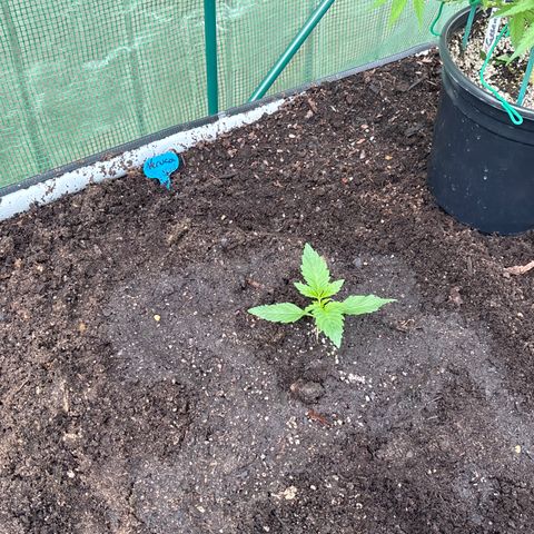 Veruca growlog timeline photo
