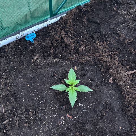 Veruca growlog timeline photo