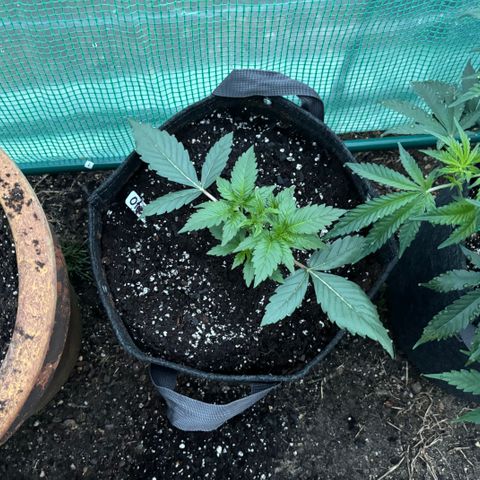 Veruca growlog timeline photo