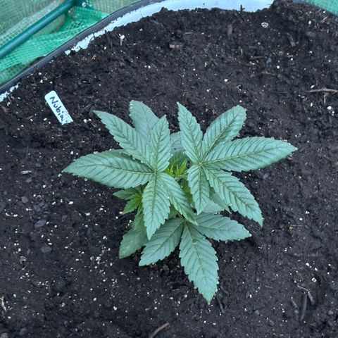Veruca growlog timeline photo