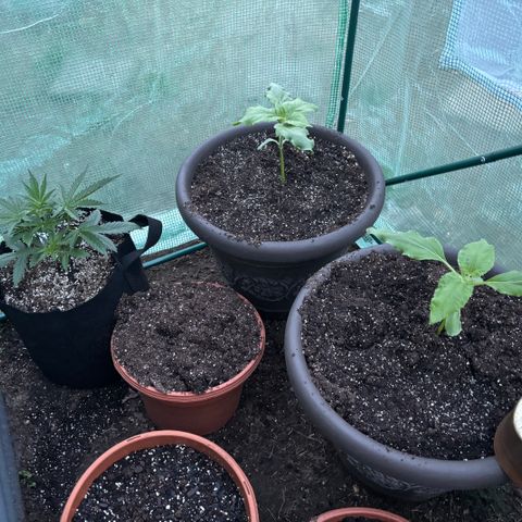 Veruca growlog timeline photo