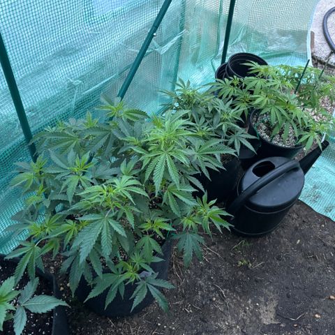Veruca growlog timeline photo