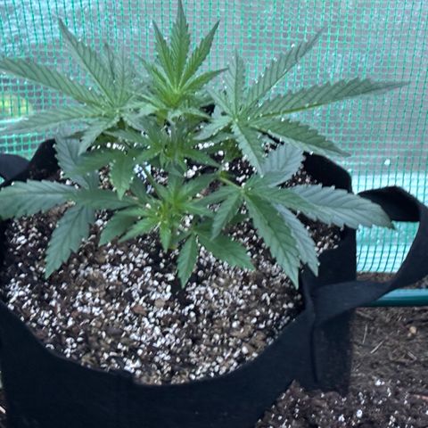 Veruca growlog timeline photo