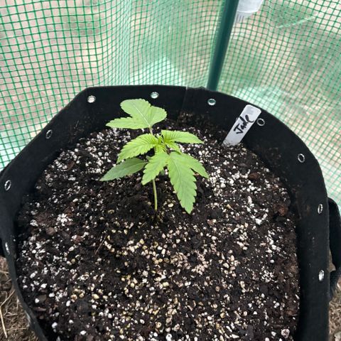 Jade  growlog timeline photo