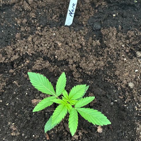 Mara growlog timeline photo