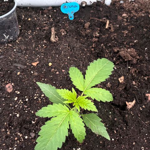 Veruca growlog timeline photo