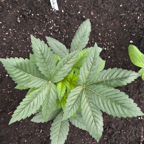 Nubia growlog timeline photo