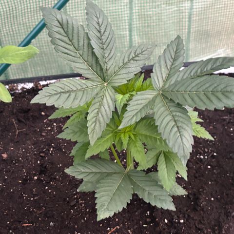 Nubia growlog timeline photo