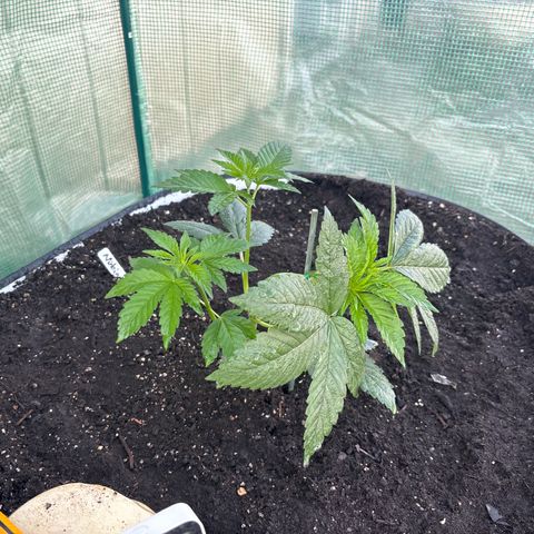 Nubia growlog timeline photo