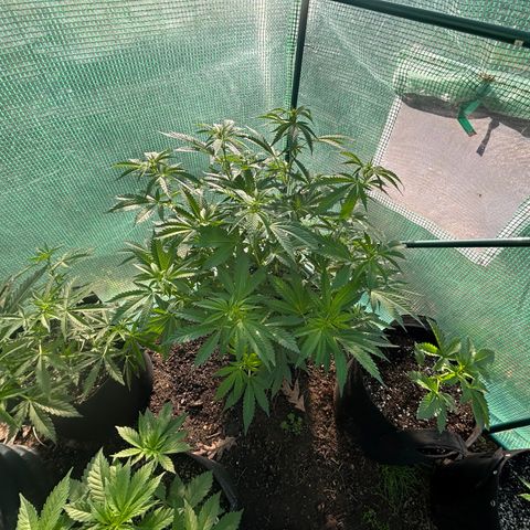 Jade  growlog timeline photo