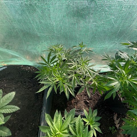Jade  growlog timeline photo