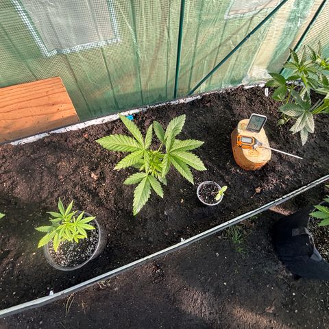 Jade  growlog timeline photo