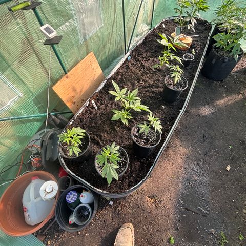 Jade  growlog timeline photo