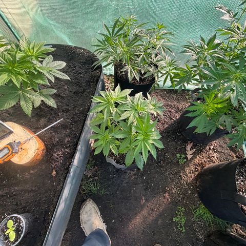 Jade  growlog timeline photo