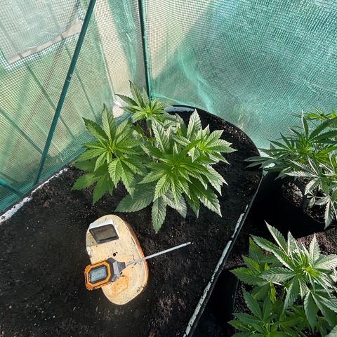 Jade  growlog timeline photo
