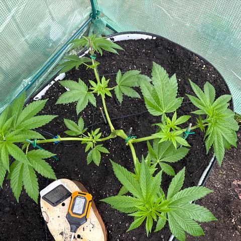 Nubia growlog timeline photo