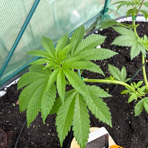 Nubia growlog timeline photo