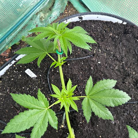 Nubia growlog timeline photo