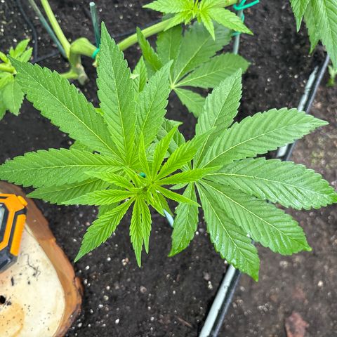 Nubia growlog timeline photo