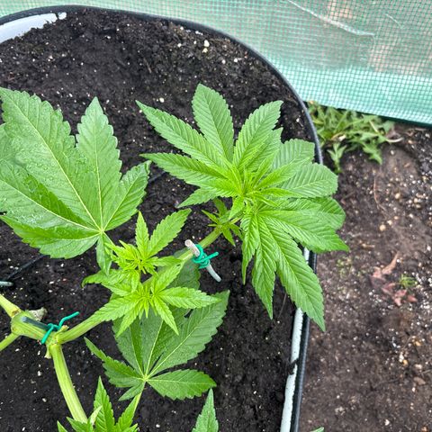 Nubia growlog timeline photo