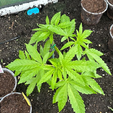 Veruca growlog timeline photo