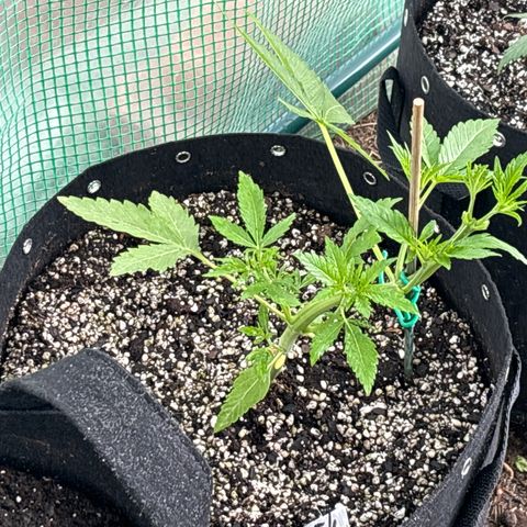 Jade  growlog timeline photo
