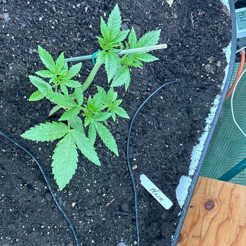 Mara growlog timeline photo