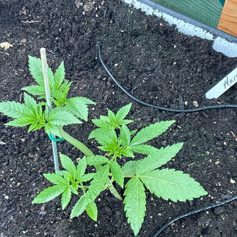 Mara growlog timeline photo