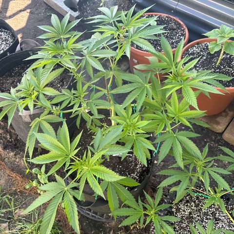 Jade  growlog timeline photo
