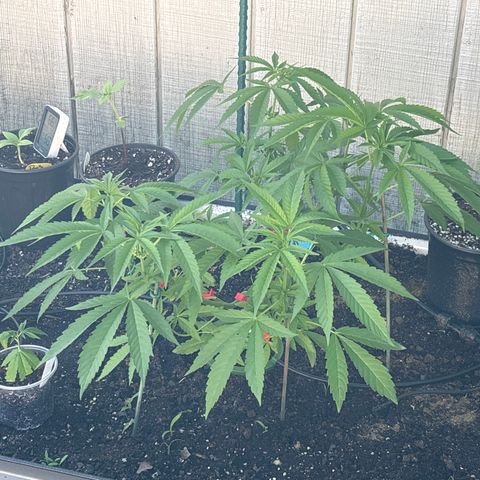 Veruca growlog timeline photo