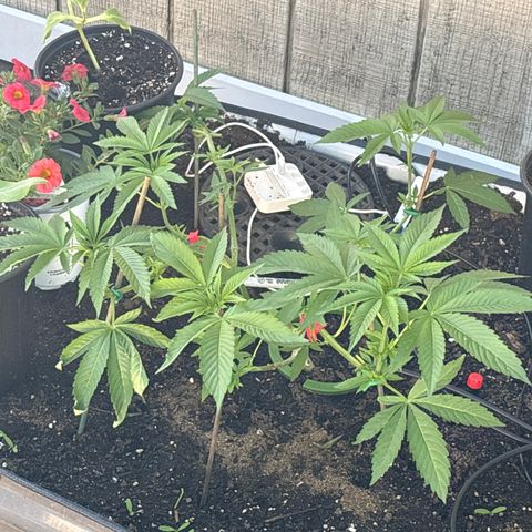 Mara growlog timeline photo