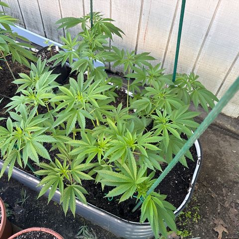 Nubia growlog timeline photo