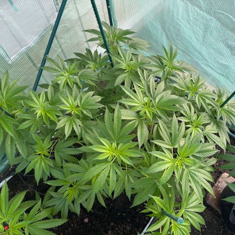 Nubia growlog timeline photo